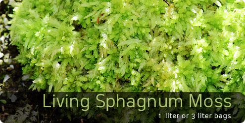 Living sphagnum moss