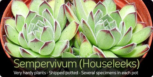 Sempervivum