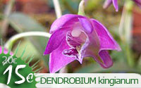 Dendrobium kingianum