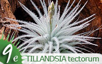 tectorum