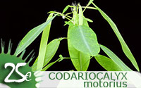 Codariocalyx motorius (Desmodium gyrans)