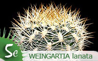 Weingartia lanata