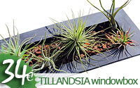 Tillandsia windowbox