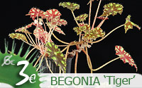 Begonia 'Tiger'