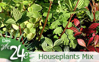 Houseplants assortment