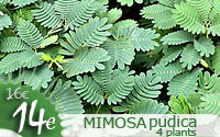 Mimosa pudica